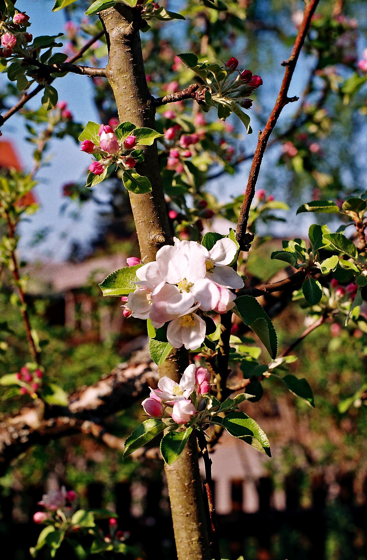 Apfelbaumblüte