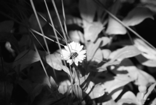 Biene an Ringelblumenblüte