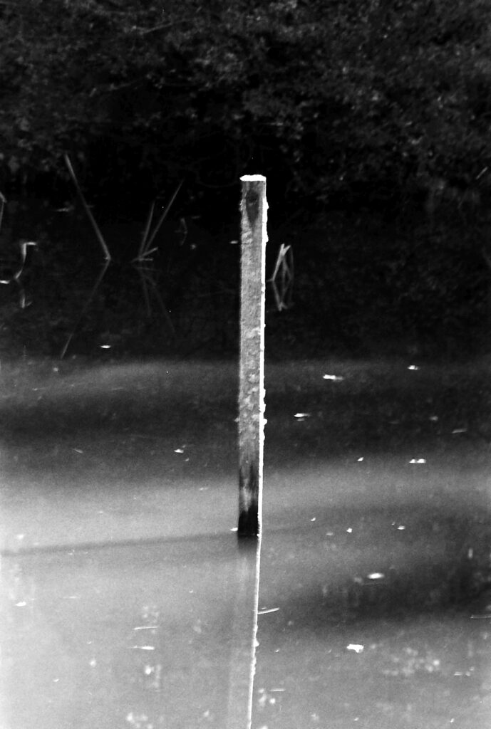 Pfahl im Teich